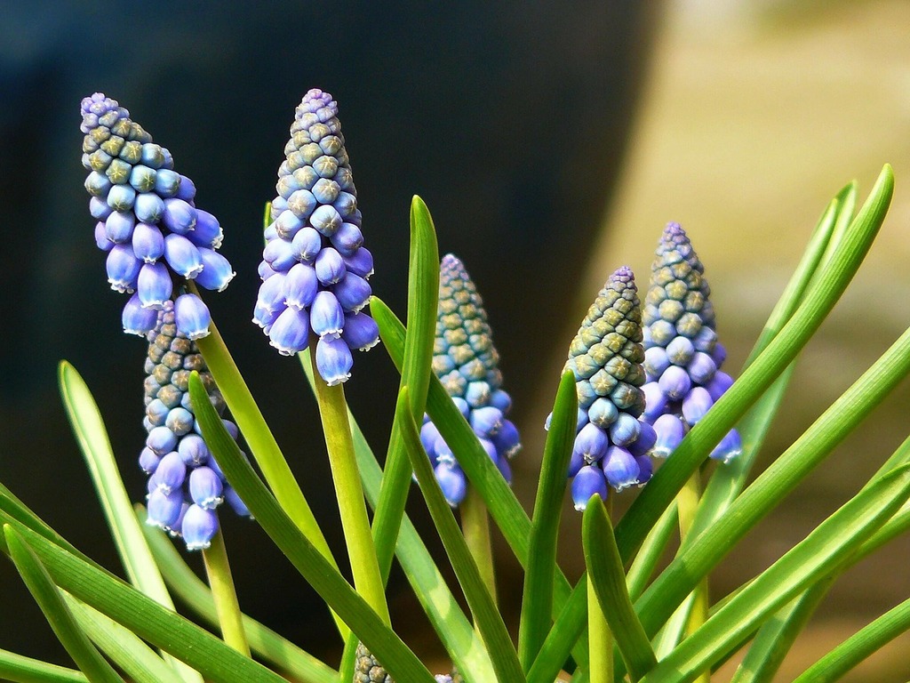 Miniature garden flowers Muscari Handmade