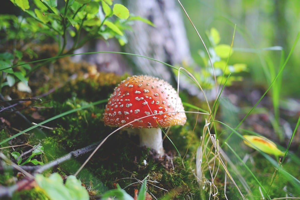 A red and white mushroom sitting on top of a lush green forest