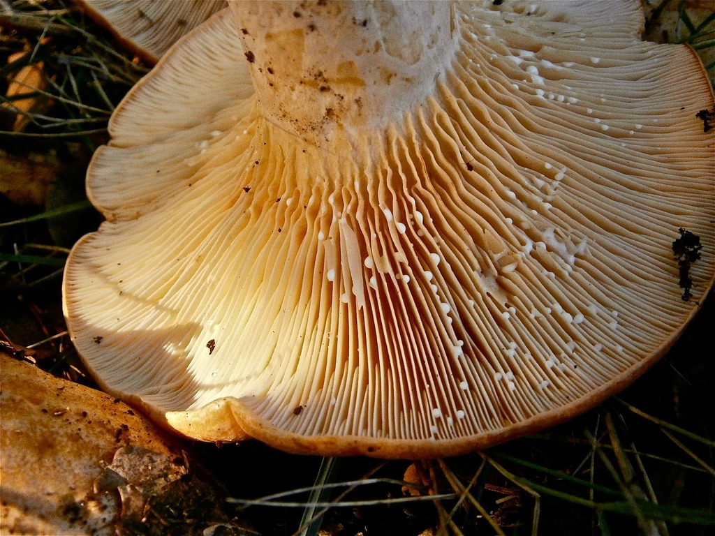 Public domain stock image. Mushrooms lactarius fungi. - PICRYL - Public ...