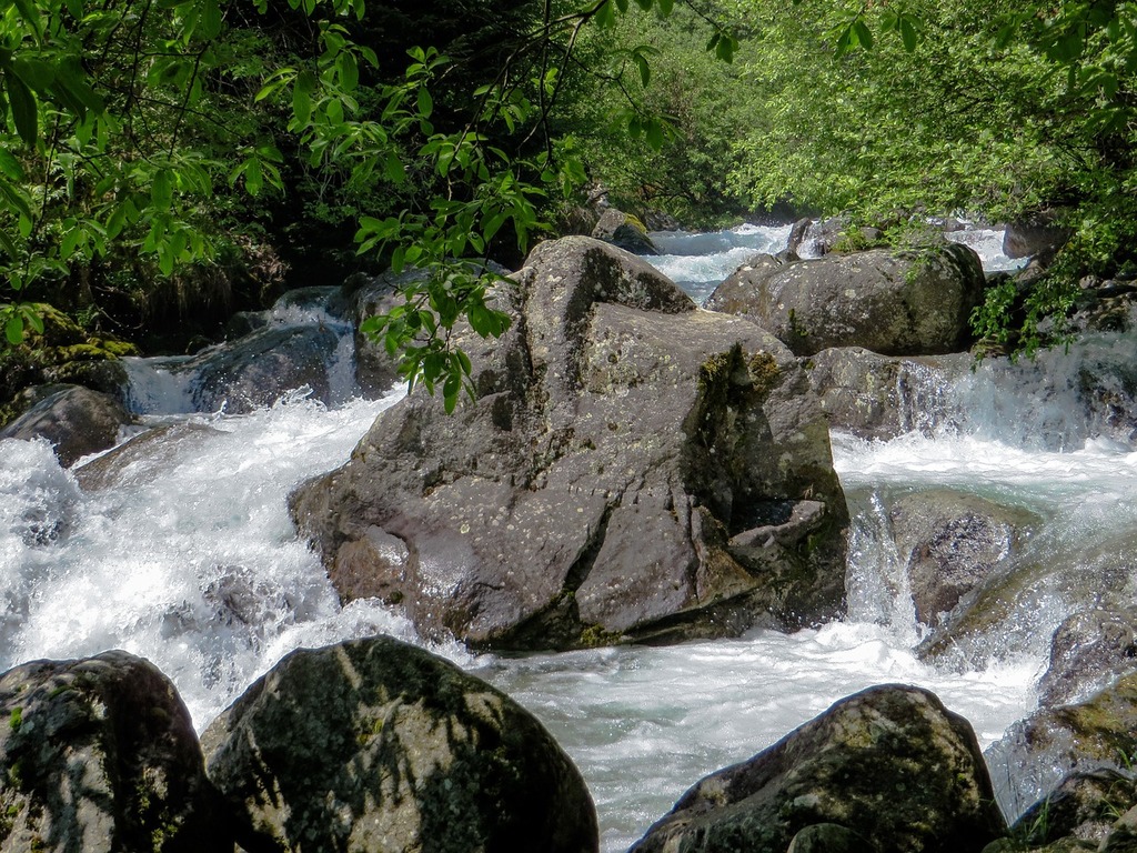 A stream running through a lush green forest. Forest river flowing