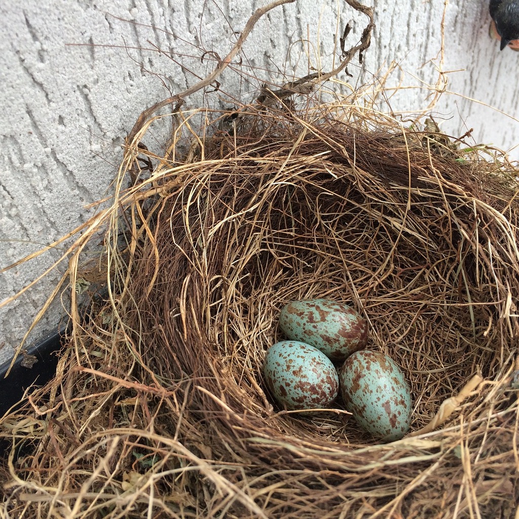 3 Bird Eggs In Birds Nest On The Tree Stock Photo - Download Image