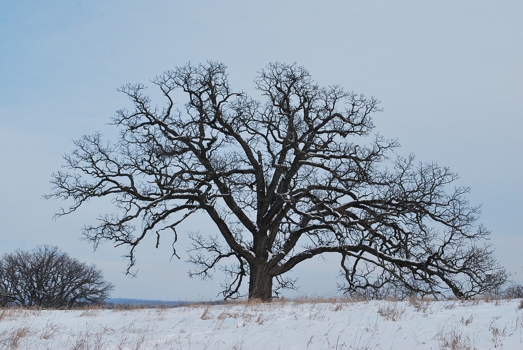 Lone Winter Tree