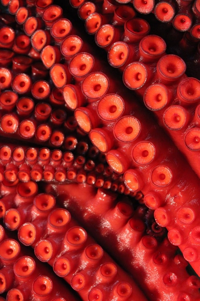 A close up of an octopus's tentacles. Octopus tentacles sucker, animals. -  PICRYL - Public Domain Media Search Engine Public Domain Search