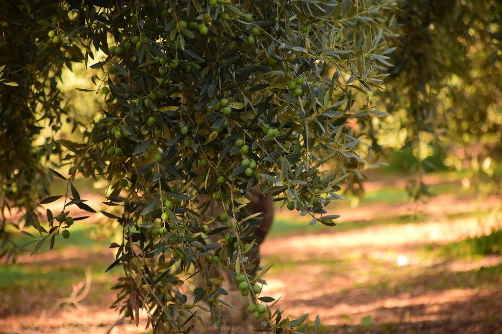 A bunch of olives hanging from a tree. Olives olive tree - PICRYL - Public  Domain Media Search Engine Public Domain Image