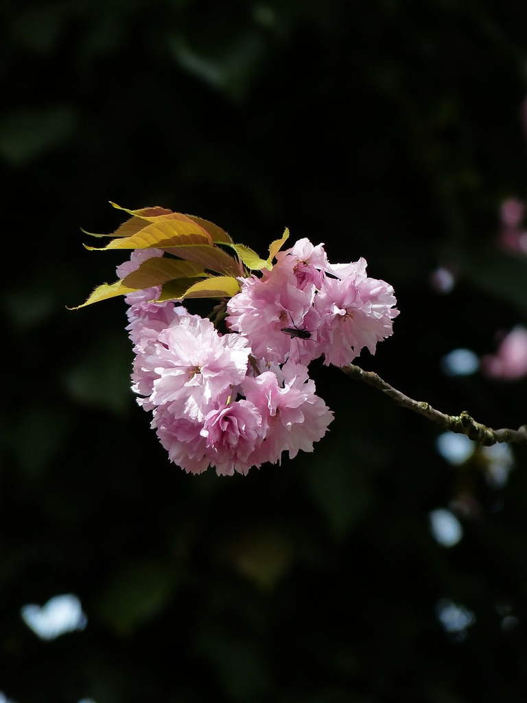 japanese cherry tree branch