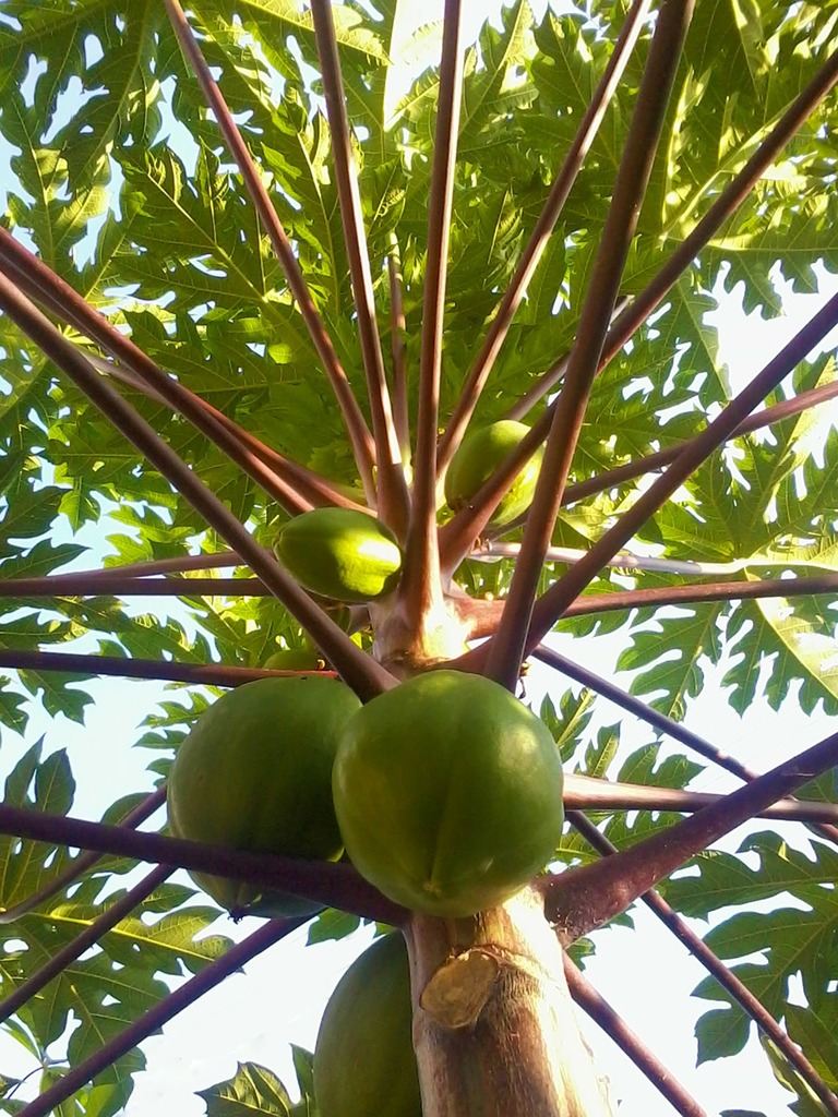 Beautiful fresh ripe juicy pears hang on a tree branch in the