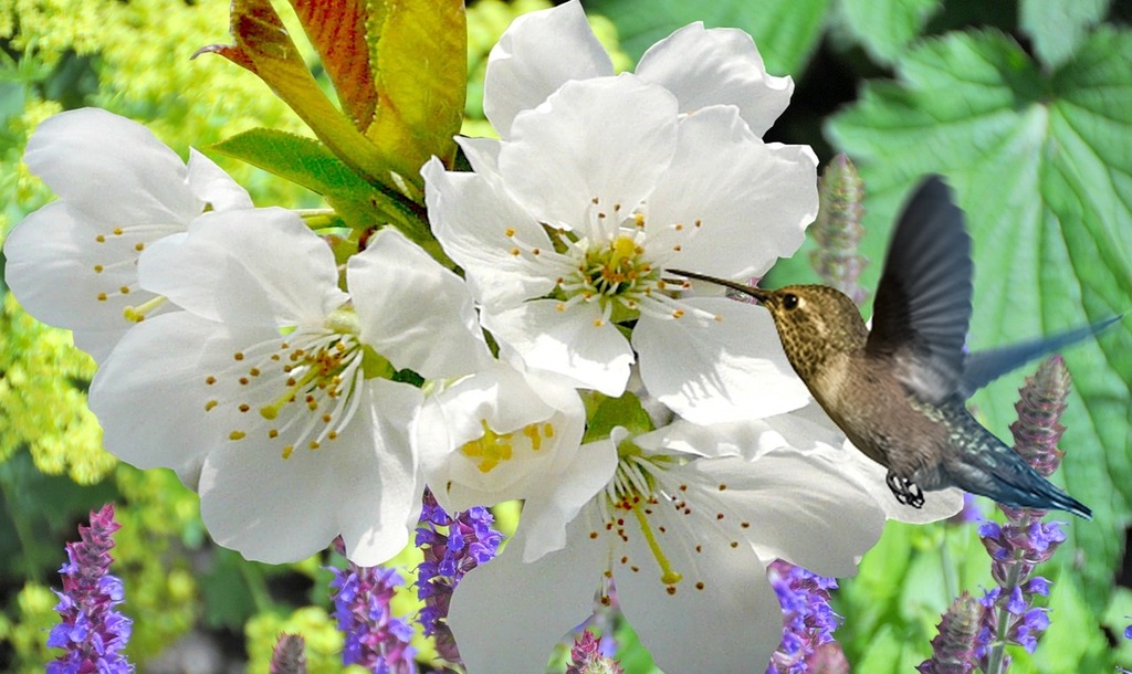 1,000+ Free Peach Blossom & Spring Images - Pixabay