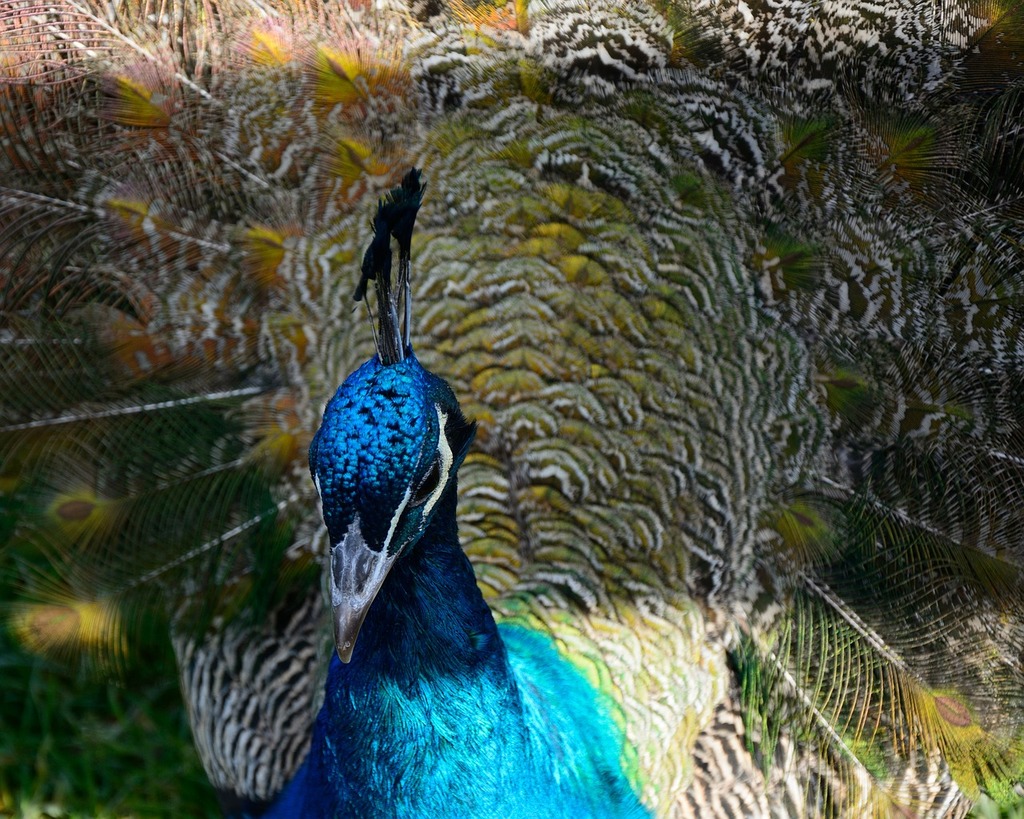 Iridescent Peacock Plumage Feathers - Blue