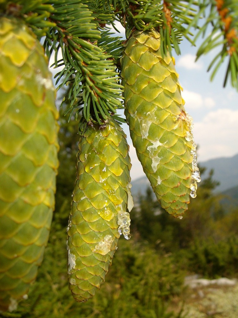 A Couple Of Pine Cones Hanging From A Tree. Pine Cones Green Mountain 