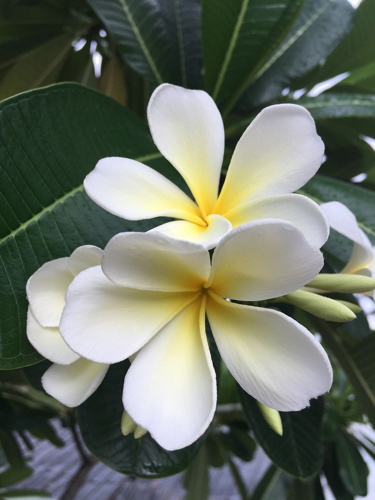456 Frangipani Flower Drawing Stock Photos - Free & Royalty-Free Stock  Photos from Dreamstime
