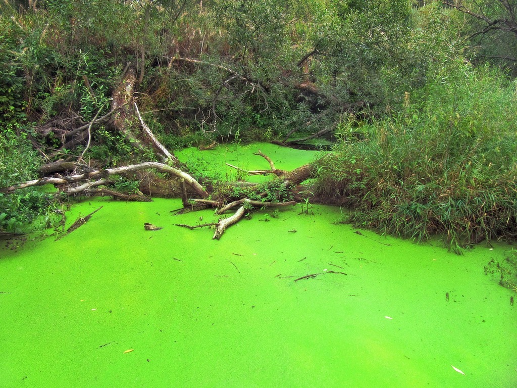 A green pond with a fallen tree in it. Pond green alga algae. - PICRYL - Public  Domain Media Search Engine Public Domain Search