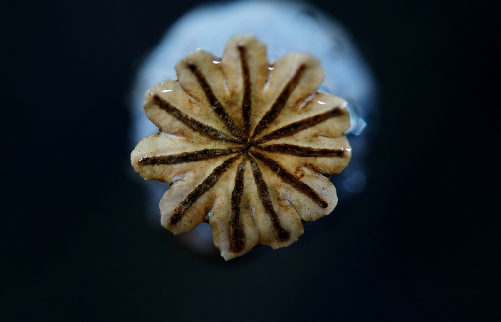 A brown leaf hanging from a tree branch. Beech leaf winter leaf dried leaves.  - PICRYL - Public Domain Media Search Engine Public Domain Search