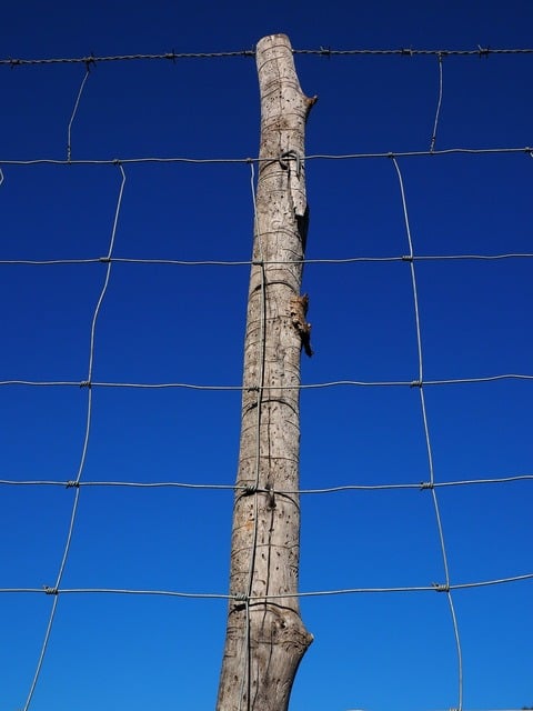 A piece of barbed wire sticks out of the ground on - PICRYL - Public Domain  Media Search Engine Public Domain Search