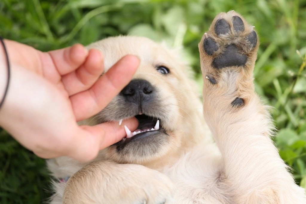 A person is petting a puppy's paw. Puppy golden retriever dog. - PICRYL - Public Domain Media Search Engine Public Domain Search