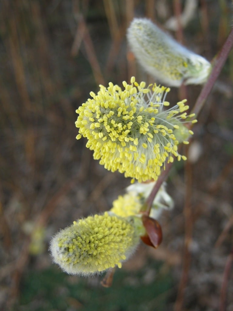 A close up of a plant with yellow flowers. Pussy willow spring grazing  greenhouse. - PICRYL - Public Domain Media Search Engine Public Domain Image