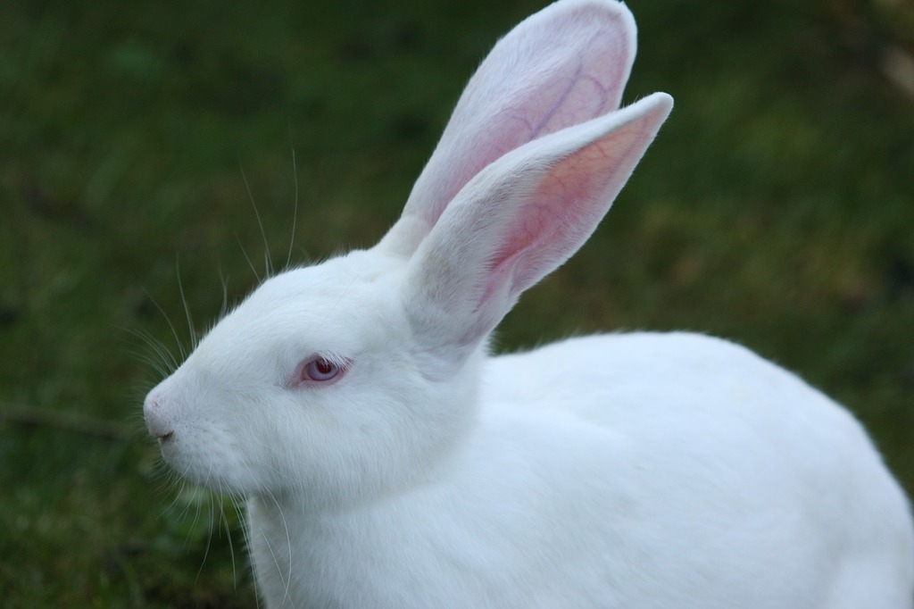 White Collar  Ears of a Rabbit