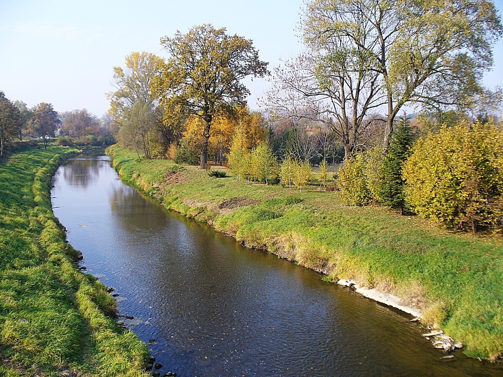 A river running through a lush green forest filled with trees