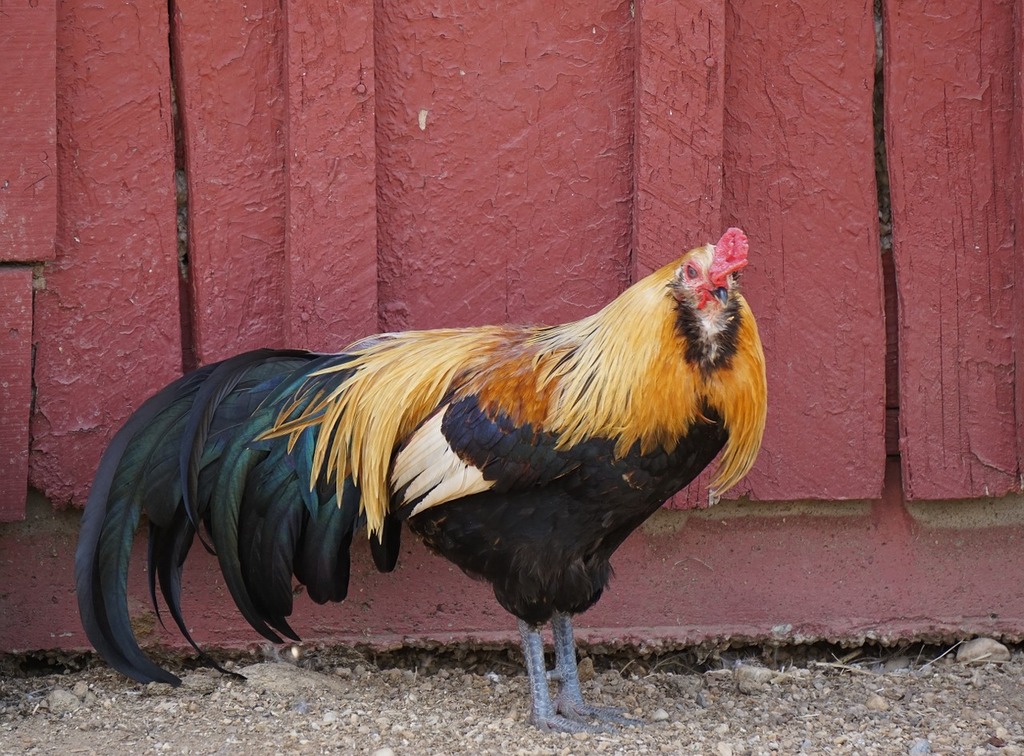 A rooster standing in front of a red barn. Rooster male bird