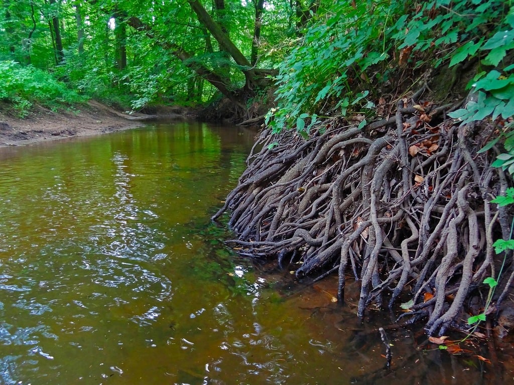 A stream running through a lush green forest. Root forest river. - PICRYL -  Public Domain Media Search Engine Public Domain Search