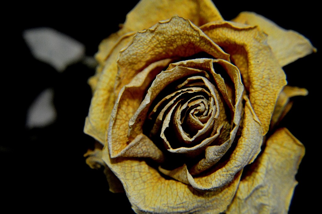 Download Rose Dry Flower Royalty-Free Stock Illustration Image - Pixabay