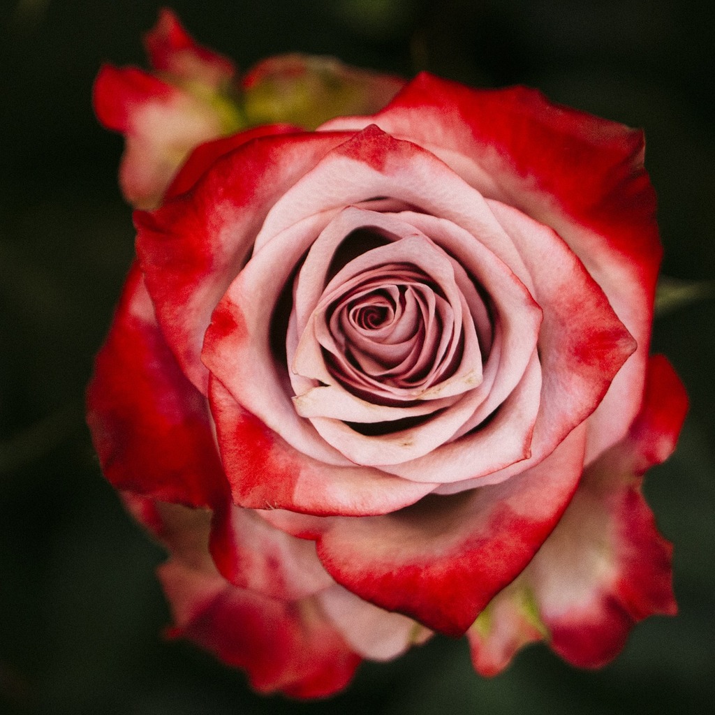 Red Rose Bud Close-up Free Stock Photo - Public Domain Pictures