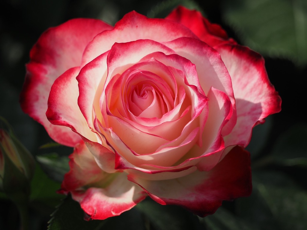 pile of red rose petals close up, Stock image