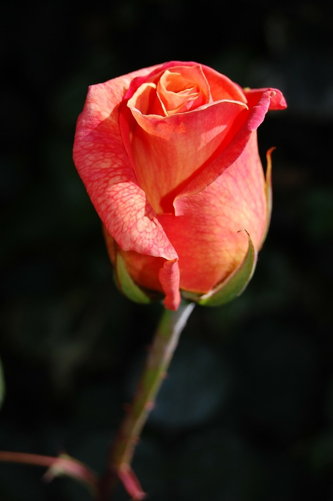 A single rose budding on a stem. Rose roses flora.