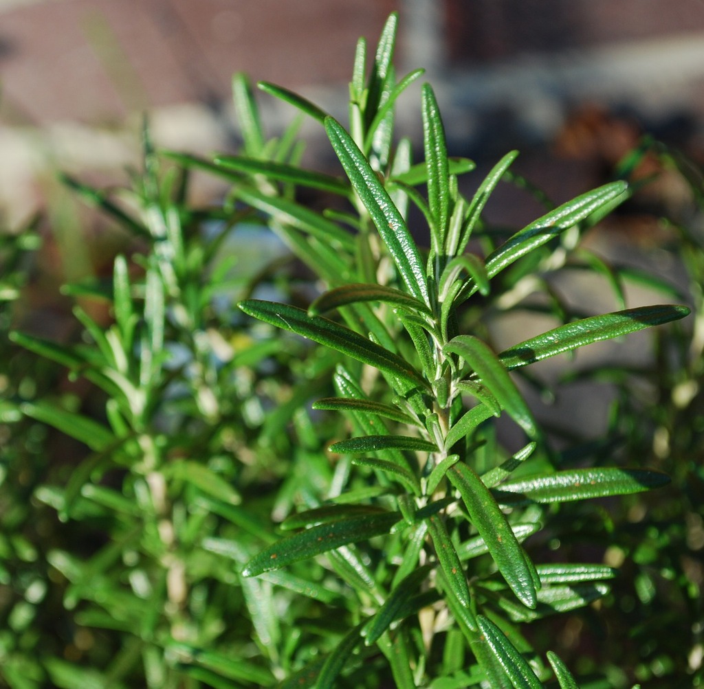 Rosemary green herb, branches with green leaves. Isolated on white