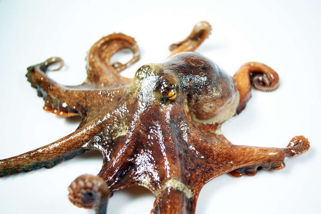Octopus tentacle on white background. Sea squid - Stock