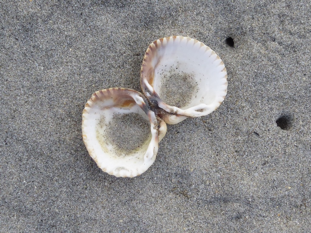 Scallop shell on the sands.. Bernard Spragg photography - PICRYL - Public  Domain Media Search Engine Public Domain Search