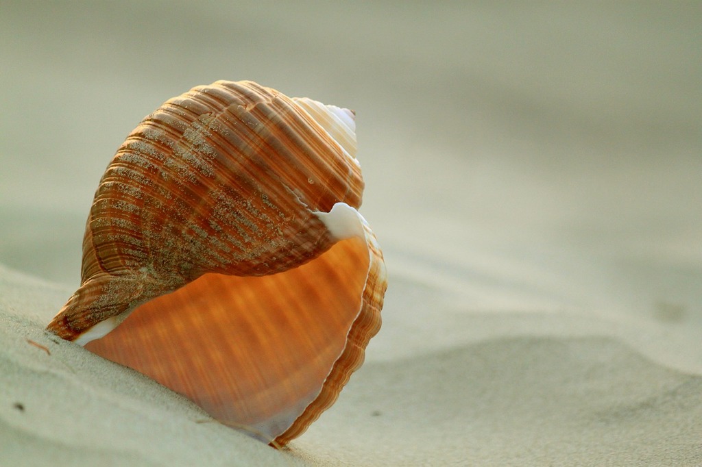 Scallop shell on the sands.. Bernard Spragg photography - PICRYL