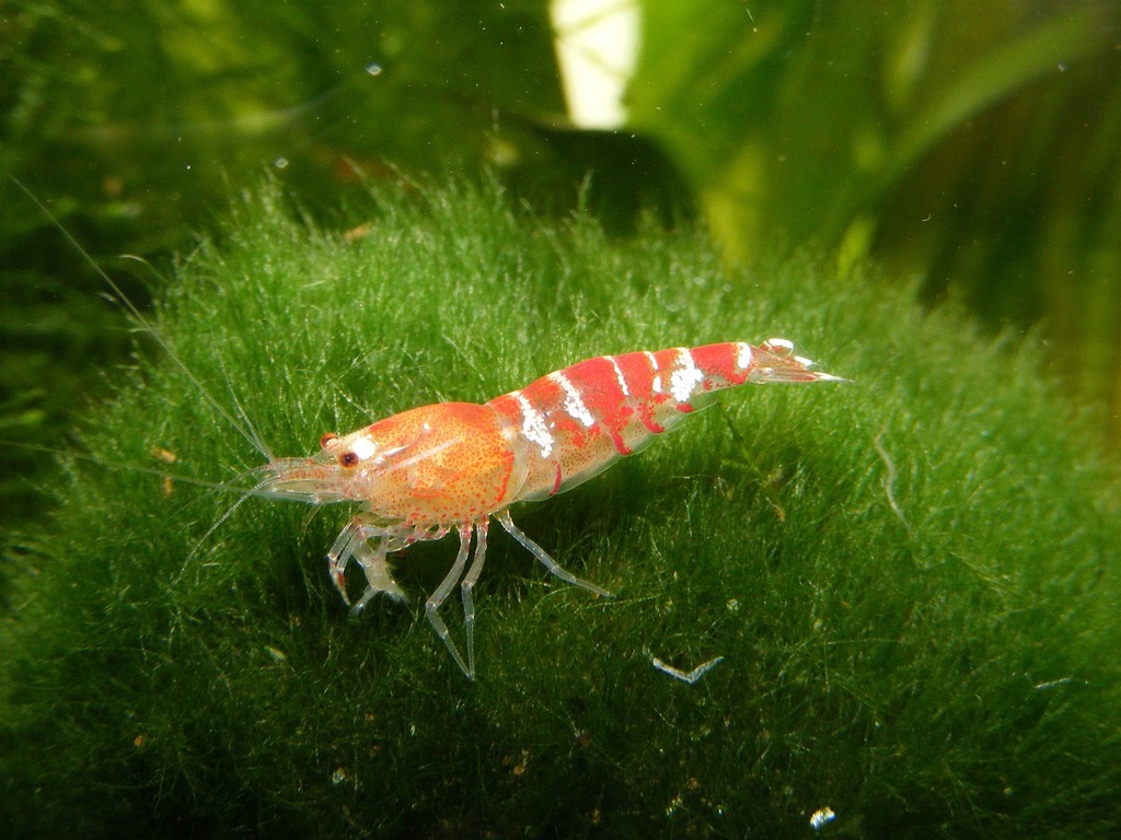 A shrimp that is sitting on some grass. Shrimp moss ball aquarium