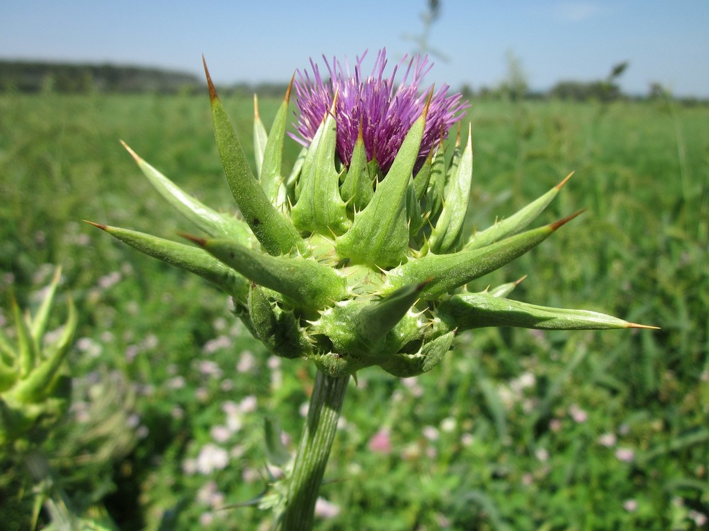 Cardo mariano (Silybum marianum) - PictureThis