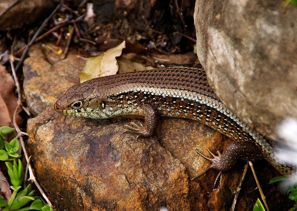 Lizard Reptile Scales - Free photo on Pixabay - Pixabay