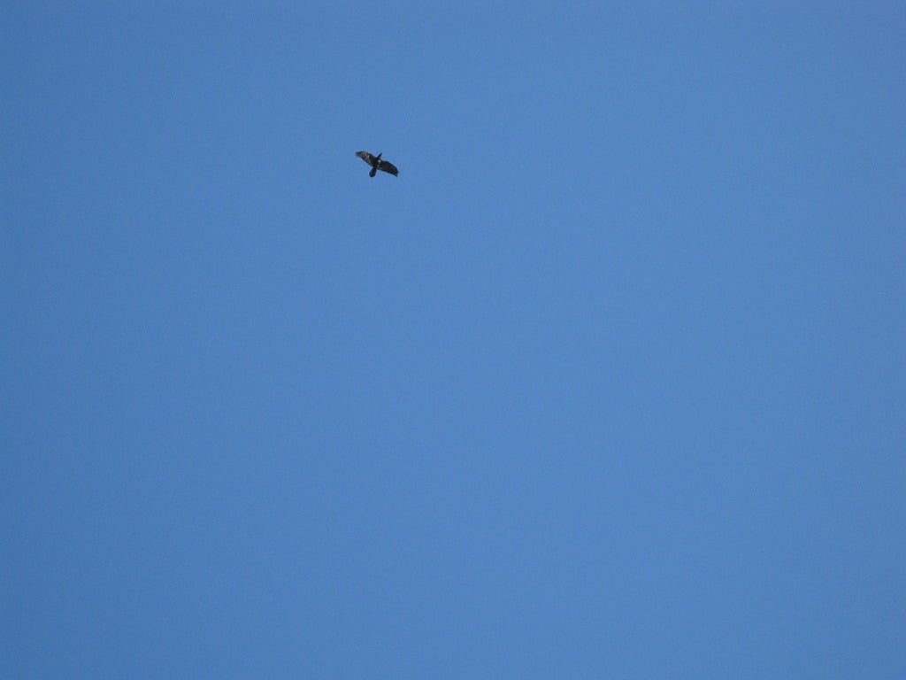 A bird flying through a blue sky with no clouds. Sky freedom fly. - PICRYL  - Public Domain Media Search Engine Public Domain Search