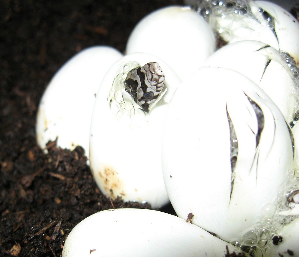 A stork is standing on top of a nest. Stork viper meal. - PICRYL - Public  Domain Media Search Engine Public Domain Search