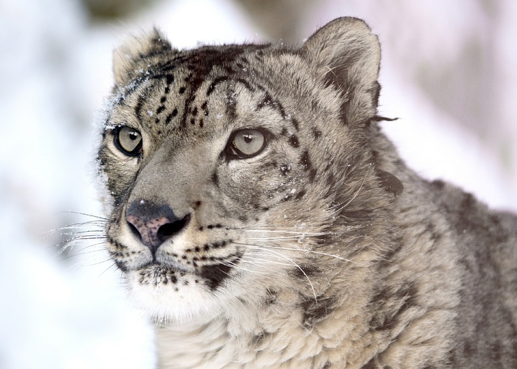 Snow Leopard Facts: Behavior, Diet, Habitat, and More