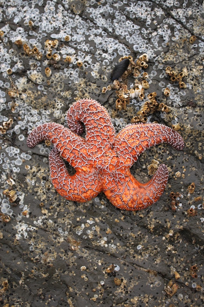 A starfish laying on the ground in the sand. Starfish beach barnacles -  PICRYL - Public Domain Media Search Engine Public Domain Image