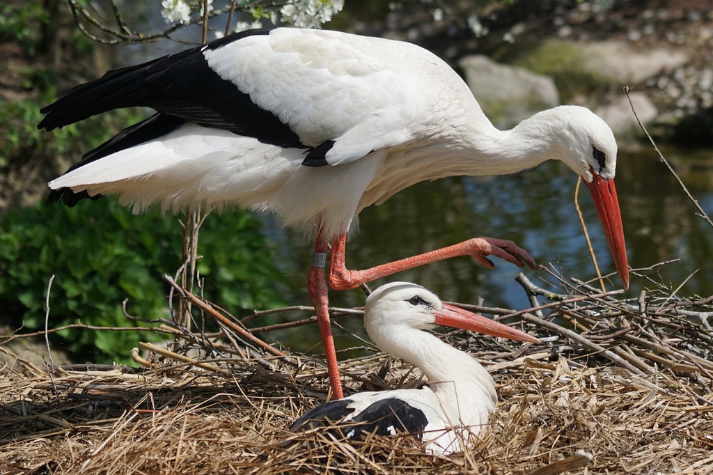 ぬいぐるみ☆シュタイフ☆Stork Adebar☆コウノトリのアデバー