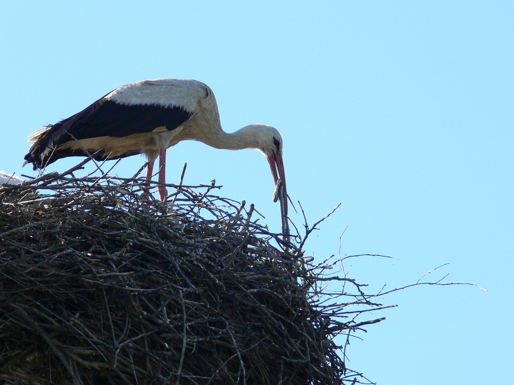 A stork is standing on top of a nest. Stork viper meal. - PICRYL - Public  Domain Media Search Engine Public Domain Search