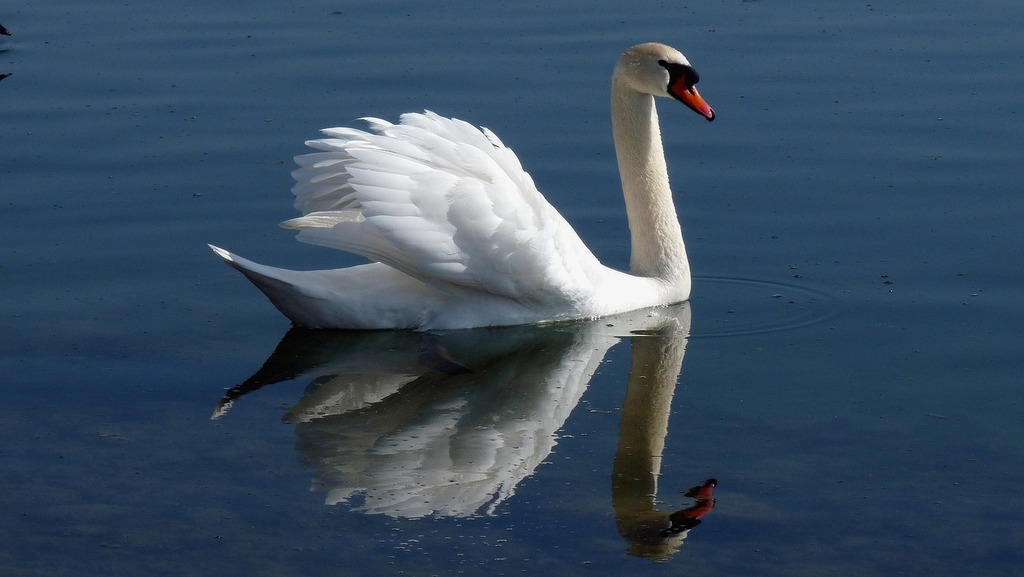 The Swimming Swan LLC