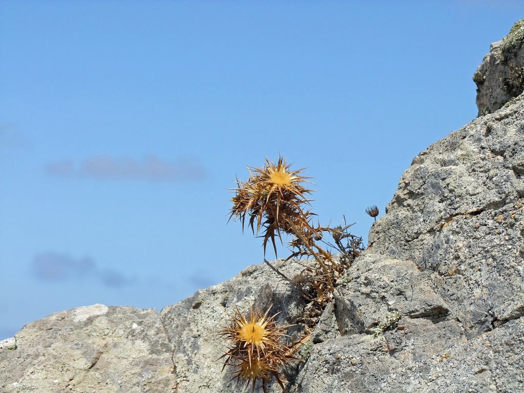 A plant growing out of a rock on a sunny day. Thistle pieksig rock. -  PICRYL - Public Domain Media Search Engine Public Domain Image