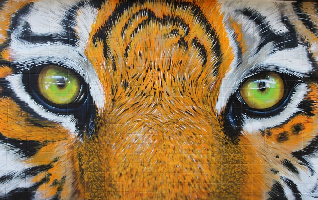 tigers eyes