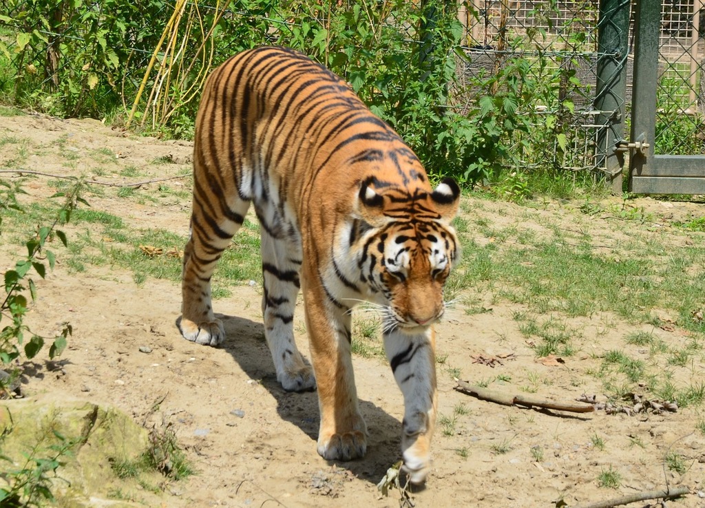 Download Tiger, Stripes, Animal. Royalty-Free Vector Graphic - Pixabay