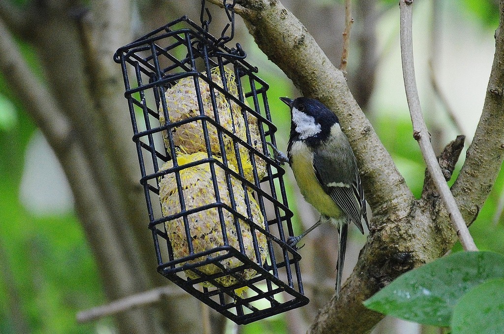 A bird eating from a bird feeder hanging from a tree. Tit parus