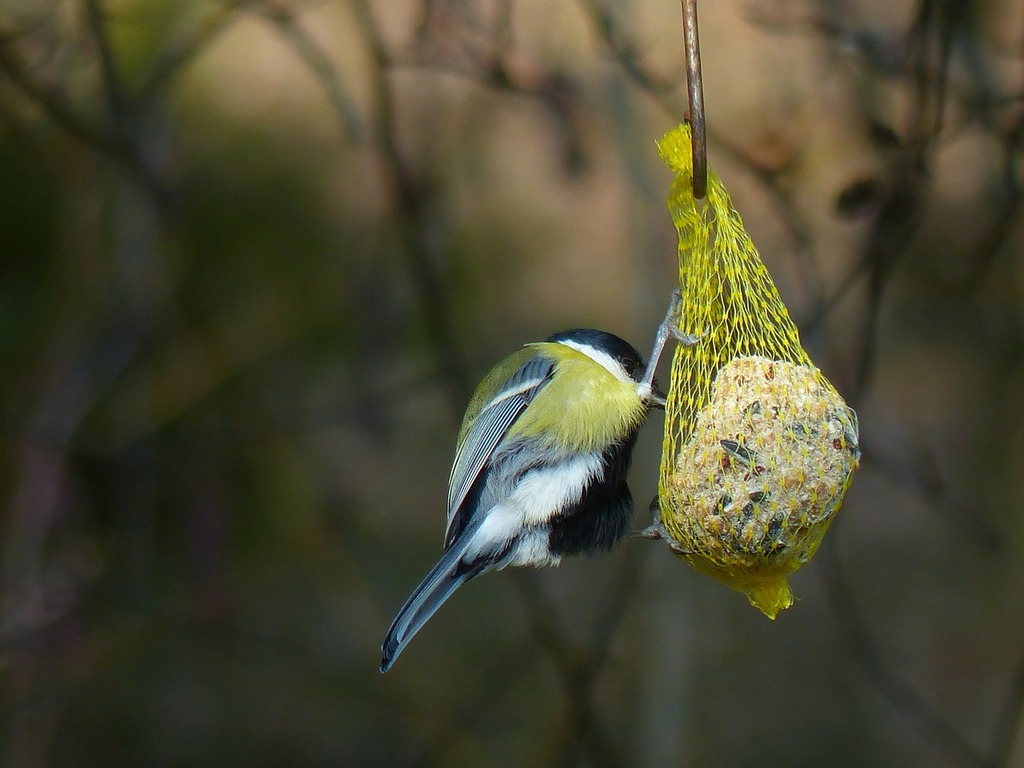 A bird eating from a bird feeder hanging from a tree. Tit parus major  paridae, animals. - PICRYL - Public Domain Media Search Engine Public  Domain Image