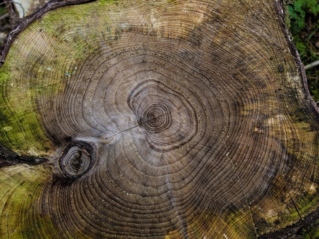 Tree rings and saw cut trunk Royalty Free Vector Image