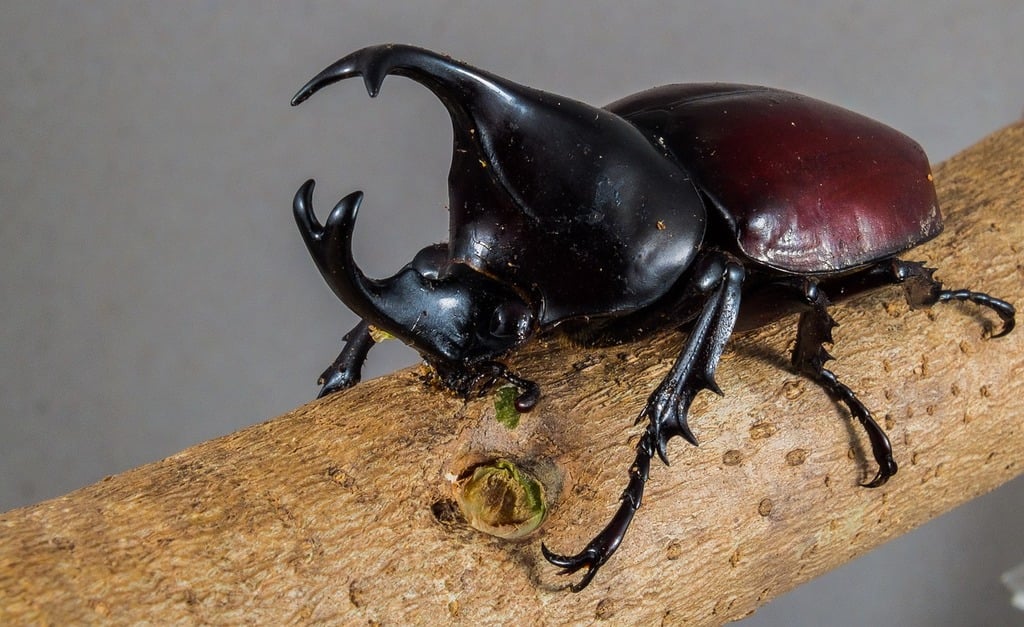 Rhino beetle on a stick. 