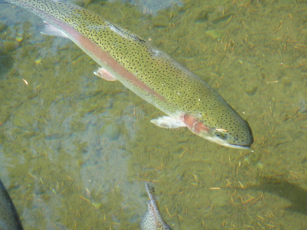 A rainbow trout swimming in a shallow body of water. Trout fish rainbow  trout. - PICRYL - Public Domain Media Search Engine Public Domain Image