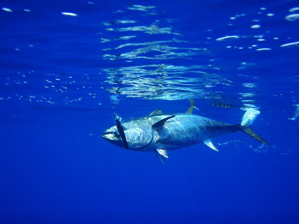 A large fish swimming in the ocean. Tuna fish fishing - PICRYL